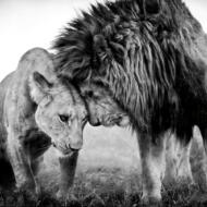 SosoDu94